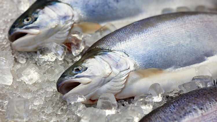 Ändert sich der Geschmack des in den Gefrierschrank geworfenen Fisches?