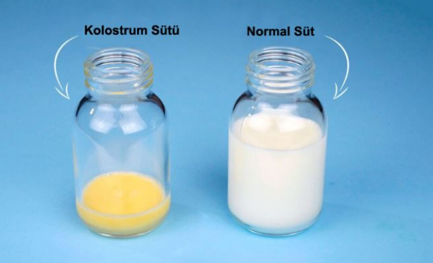 Was sind die Vorteile von Kolostrum-Milch für das Baby? Unterschiede zur Muttermilch