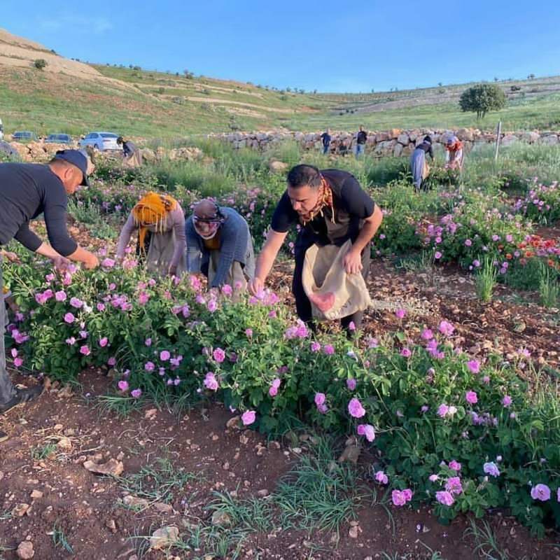 sammelte Rosen zusammen mit berühmten türkischen Arbeitern