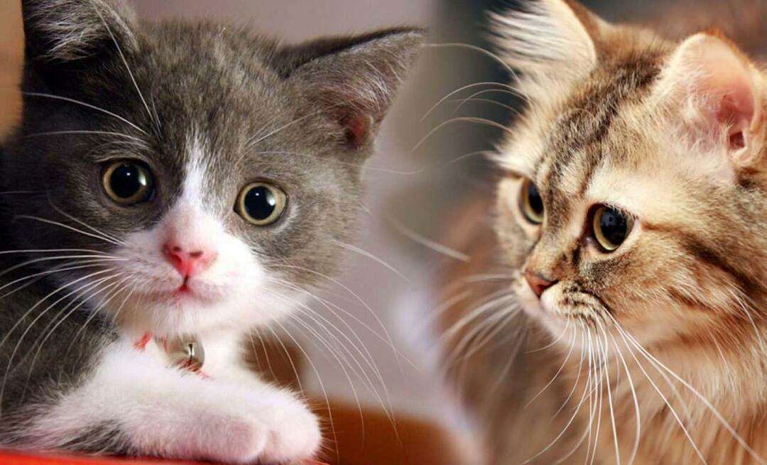 Was machen Katzenschnurrhaare? Haben Katzen Schnurrhaare getrimmt?