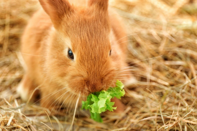 Was frisst das Kaninchen? Lebensmittel, die das Kaninchen liebt