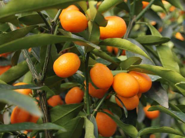 Kumquat wird auch in Töpfen angebaut