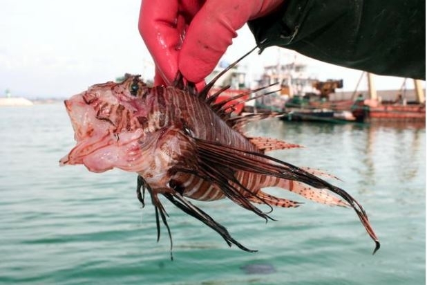 Giftiger Fisch in Mersin gefangen!