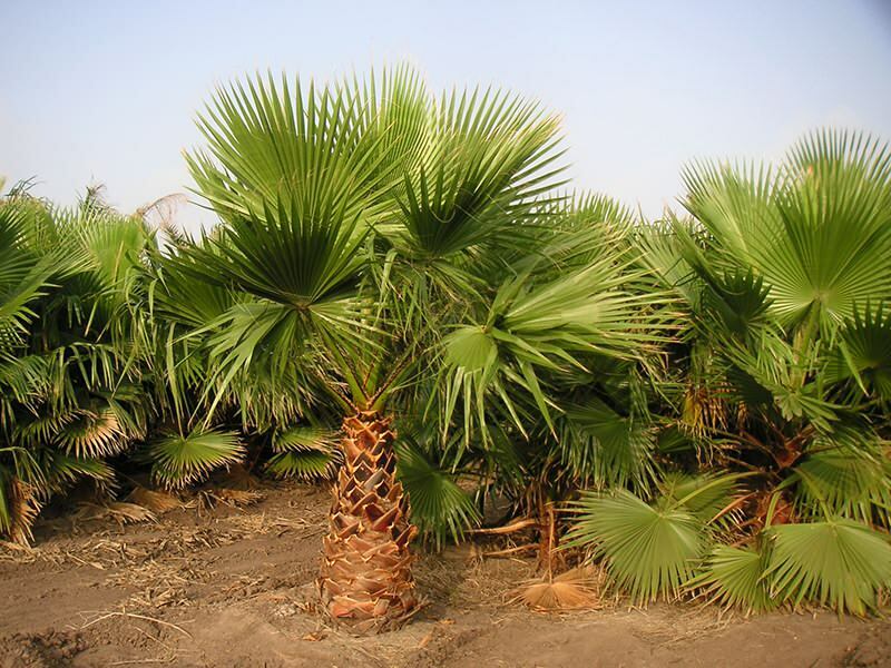 Wie Palme wachsen?