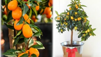 Wie man Kumquat in einem Blumentopf züchtet? Kumquat Pflege zu Hause