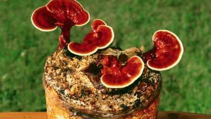 Was sind die Vorteile von Reishi-Pilzen? Wie Reishi-Pilz zu konsumieren?