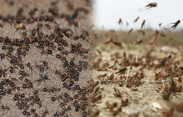 Wo ist die Ameiseninvasion? Ameisenbefall nach Heuschreckenbefall