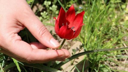 Der Preis für das Zupfen dieser Blume ist hoch! Kein Autogeld!