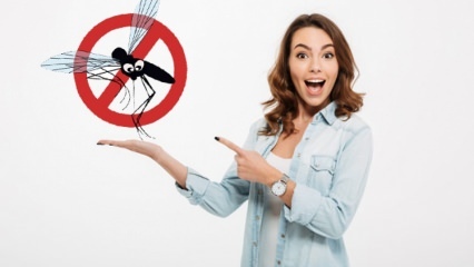 Was wird getan, um zu verhindern, dass Fliegen das Haus betreten? Fliegenabweisende Methoden ...