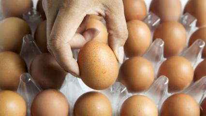 Praktische Ratschläge, um Eier frisch zu halten